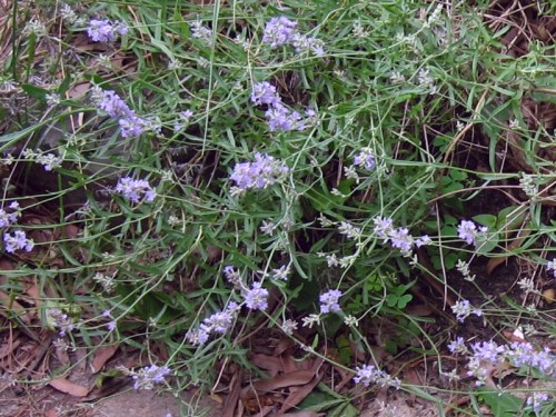 Lavender20130612