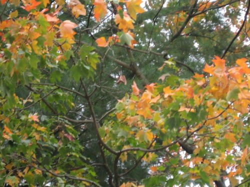 LeavesMaple20131019