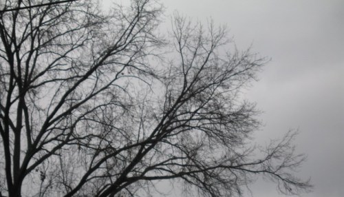 haikubaretree