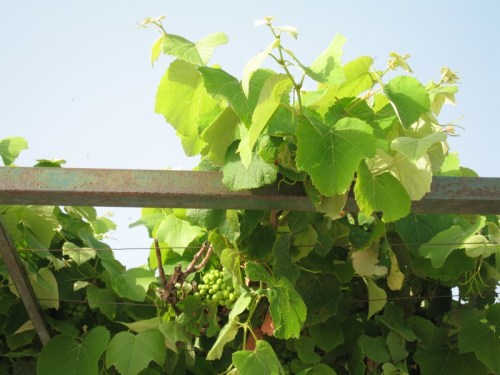Dubrovnik2010Grapevine