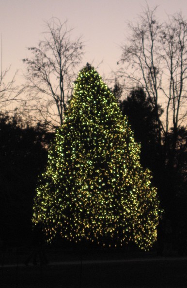 OneOutdoorChristmasTree