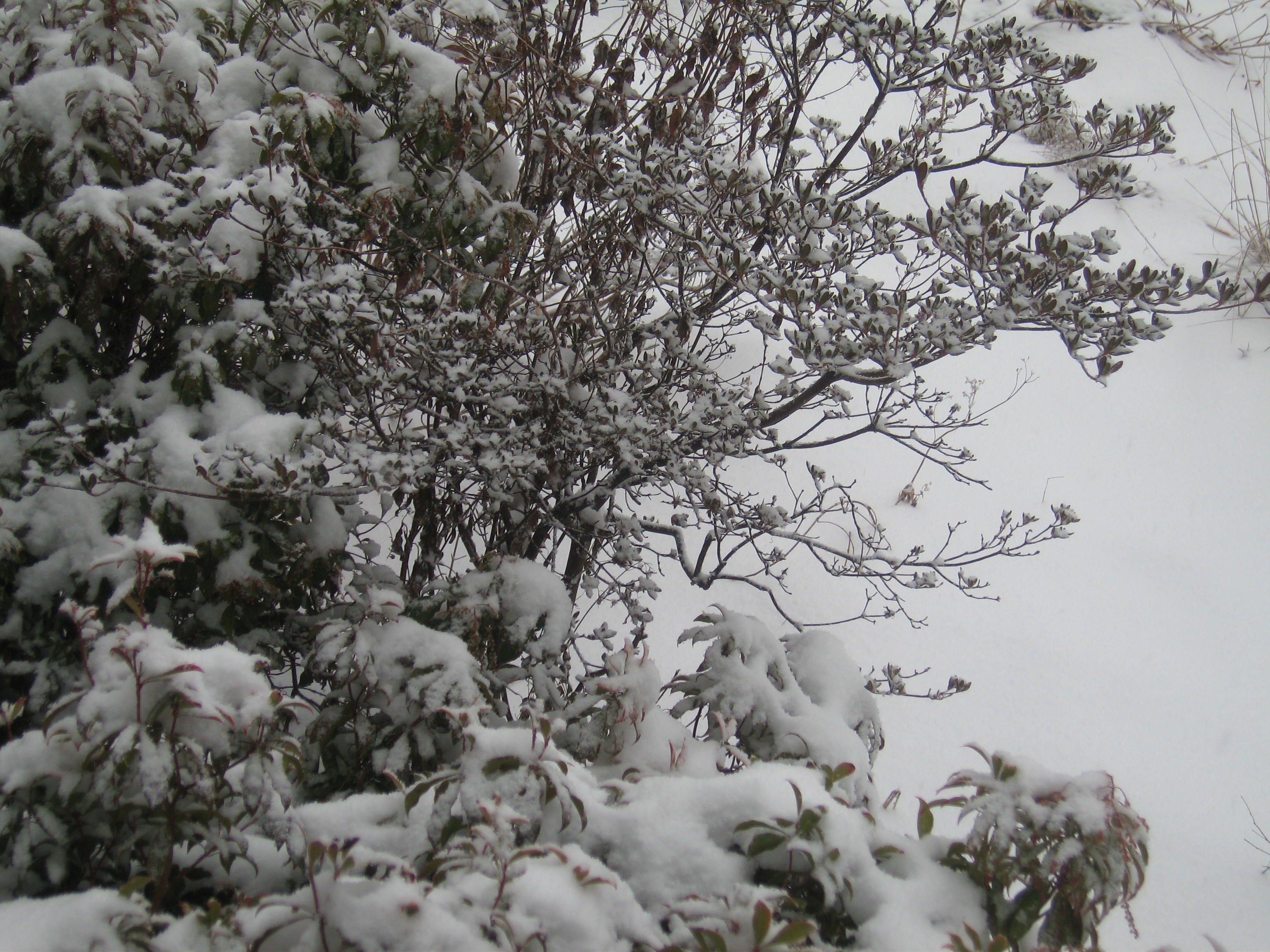 Azalea020121