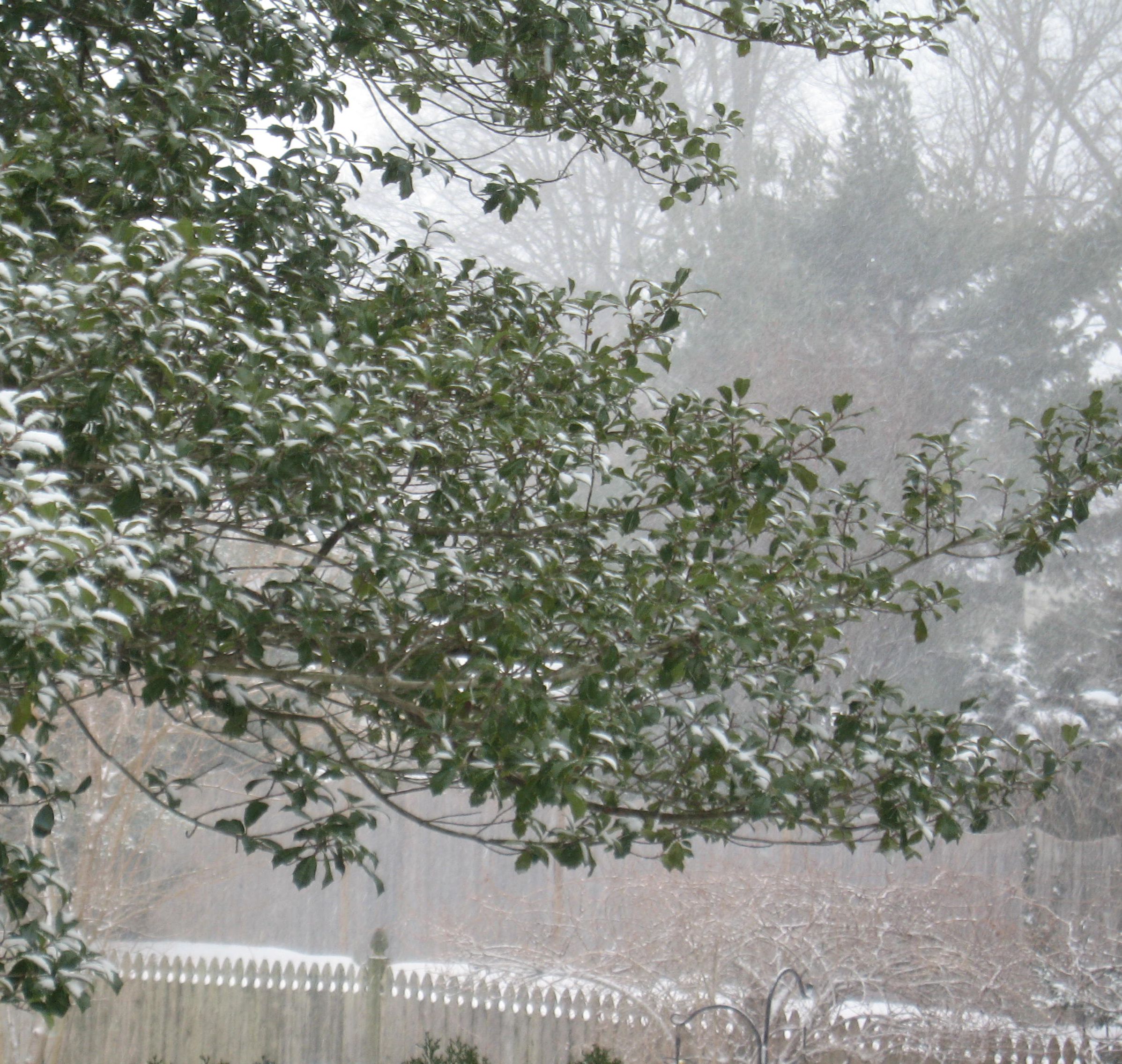 HollyTree020121