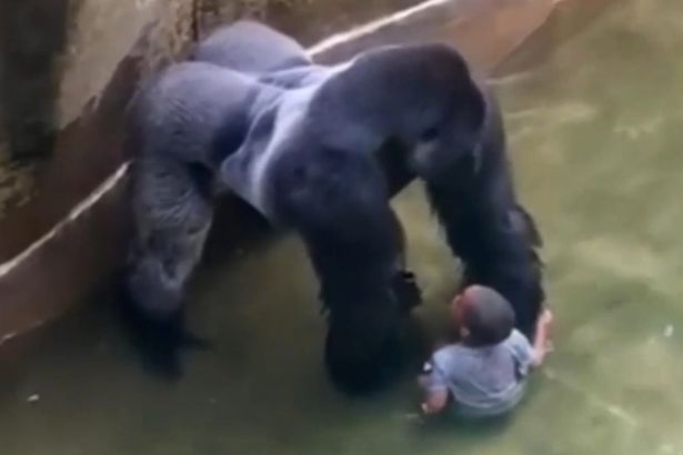 1Harambe