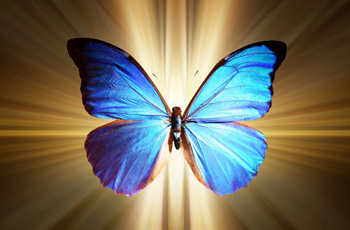 ELP Butterfly