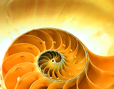 Beautiful Nautilus
