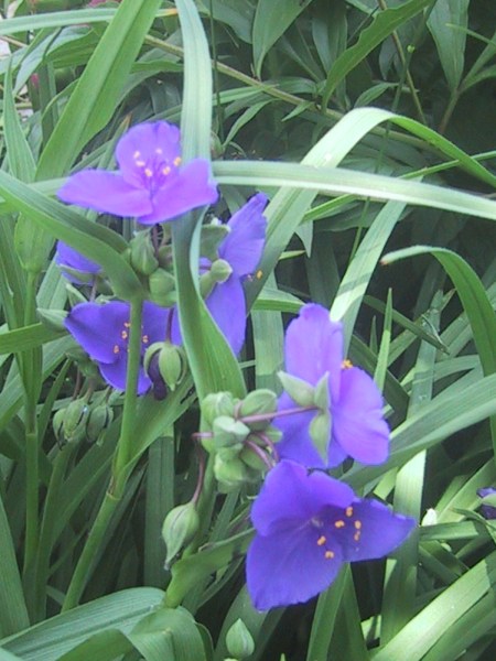 IMG_2797 IMG_2797