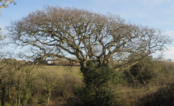 Irrelevant photo: Spot the direction of the prevailing wind.