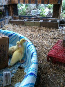 ducklings