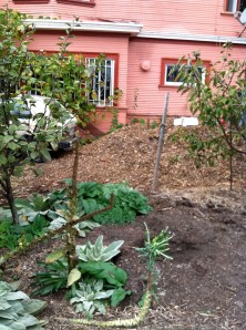 mulchdump