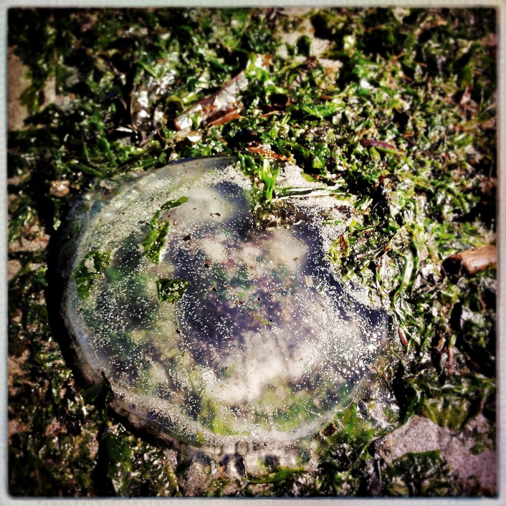 iPhoneography Monday: 10-13-14