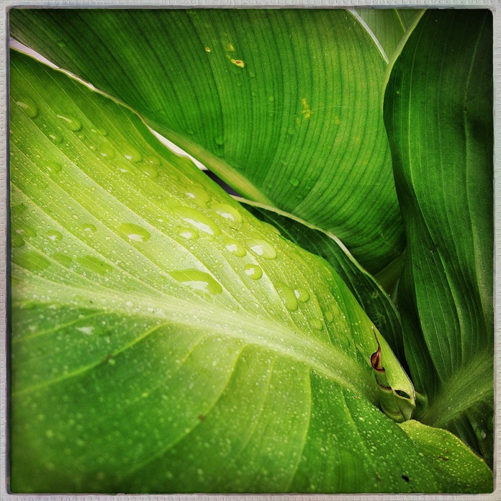 Phoneography and Non-SLR Digital Photo Challenge: Macro (Canna Leaves)