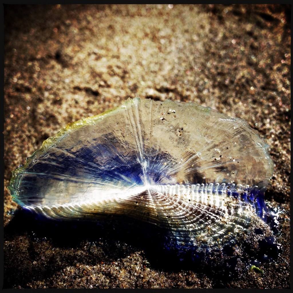 iPhoneography Monday: Macro (Velella Velella on the Washington Coast)