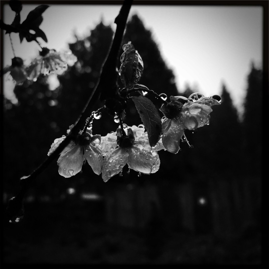 iPhoneography Thursday: Nature (Spring Blooms in February)