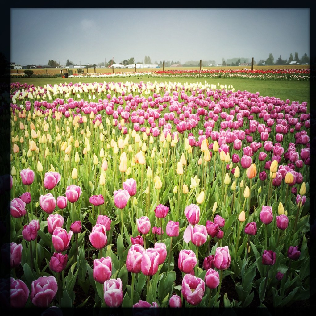 A Surprise Every Day: Shaking Up April With Hipstamatic (week 2)