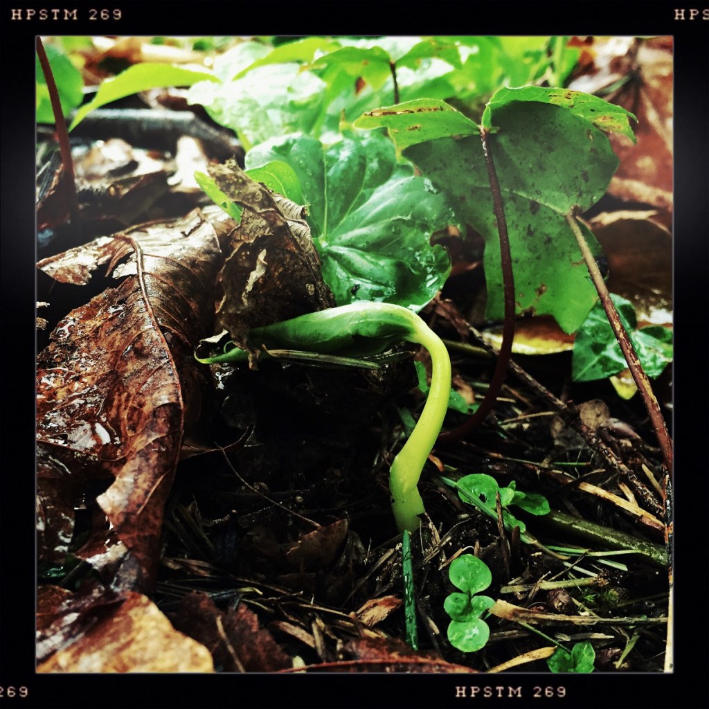 iPhoneography Challenge: Macro (Spring Trillium)
