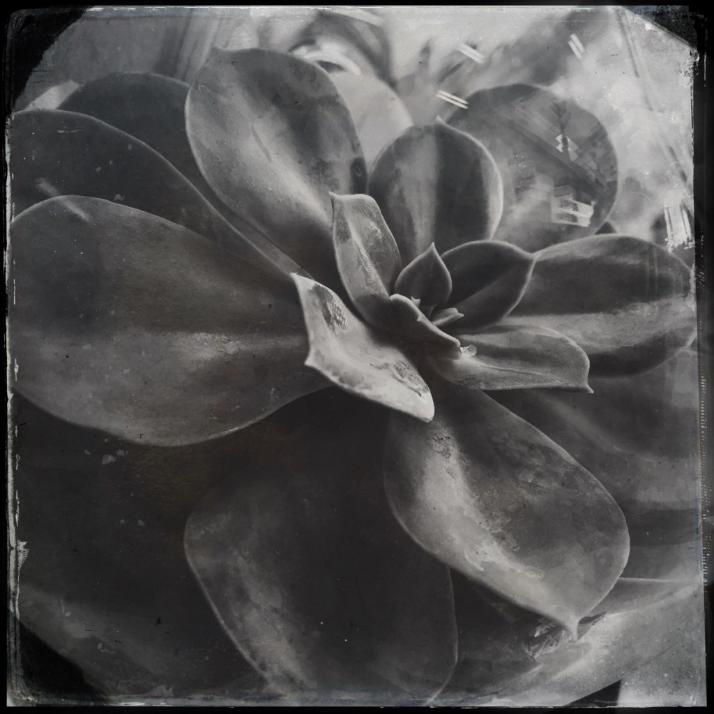 Sally D’s Mobile Photography Challenge: Black and White Succulent