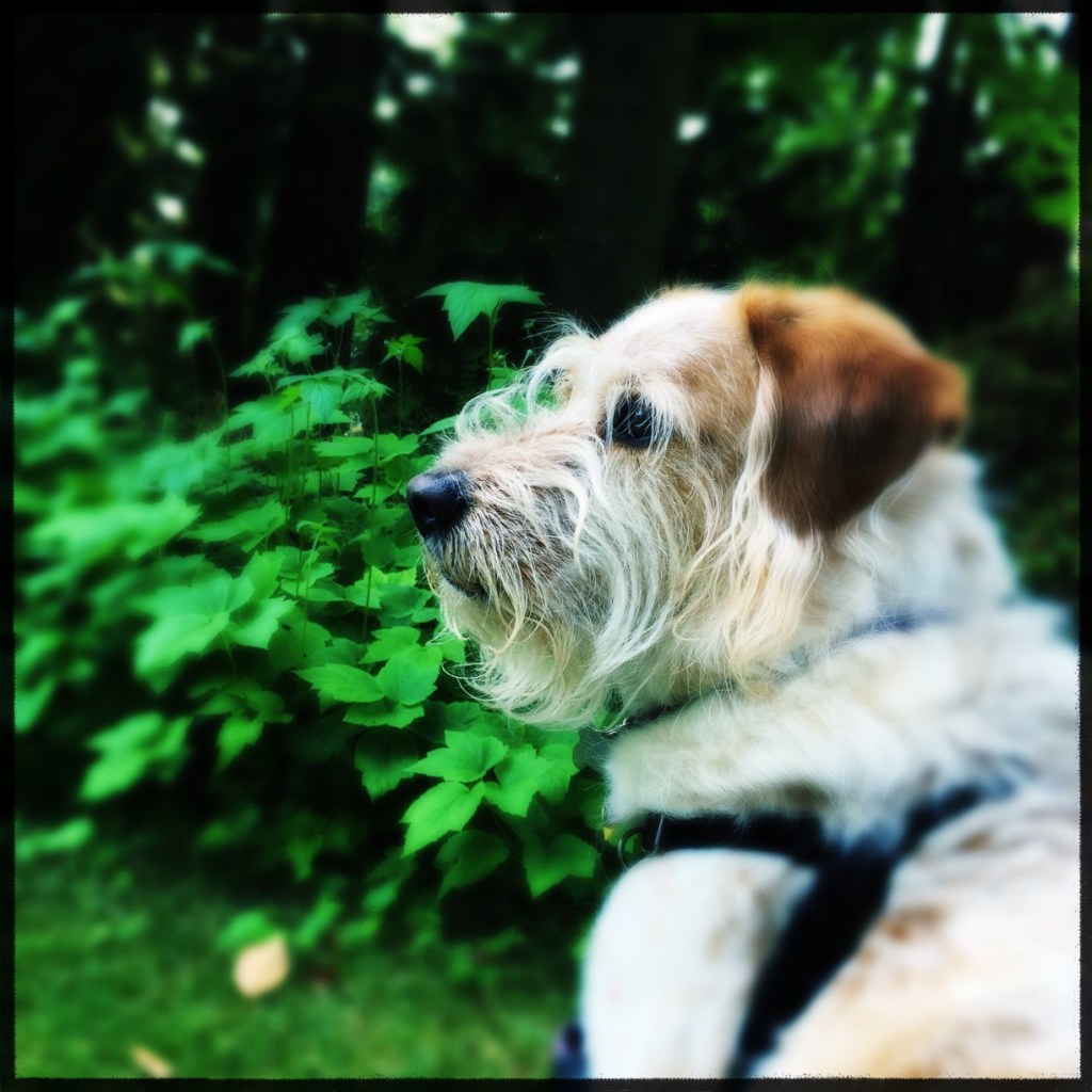 A Surprise Every Day: Shaking Up July With Hipstamatic (week 2)