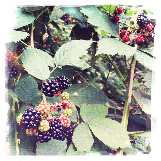 A Surprise Everyday: Shaking Up August With Hipstamatic (week 4)
