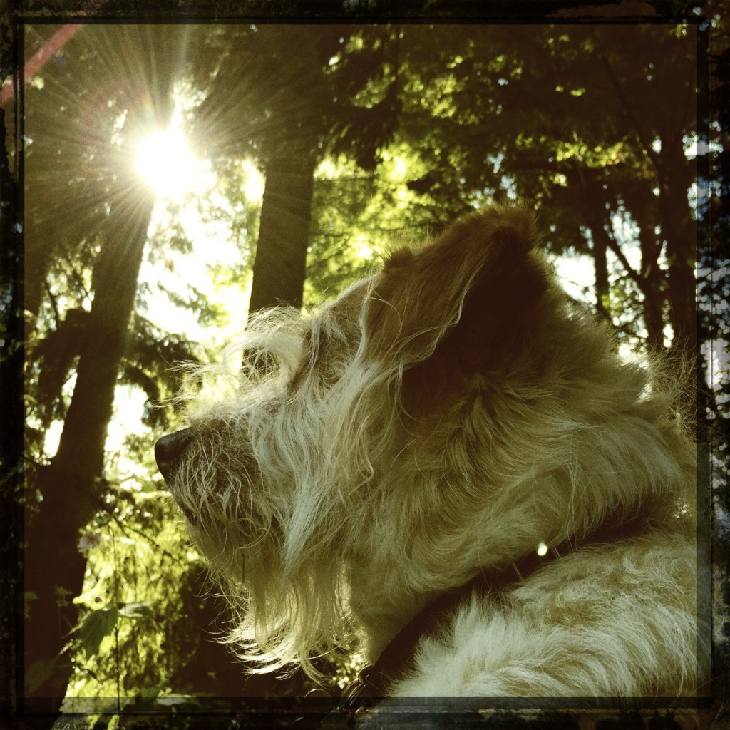 A Surprise Every Day: Shaking Up August With Hipstamatic (week 2)
