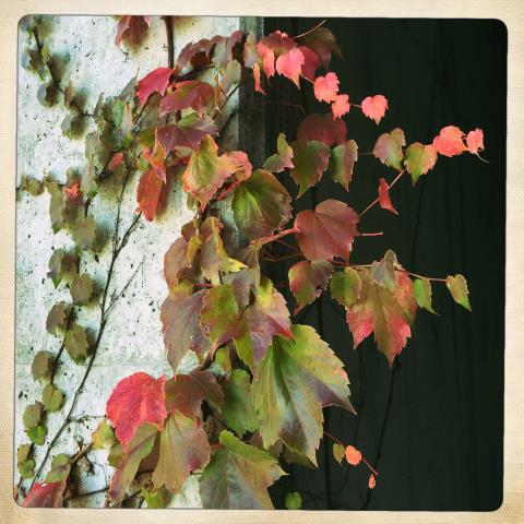A Surprise Every Day: Shaking Up September With Hipstamatic (week 4)