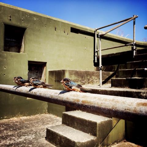 Sally D’s Mobile Photography Challenge: Nature (Baby Birds and Gun Batteries)
