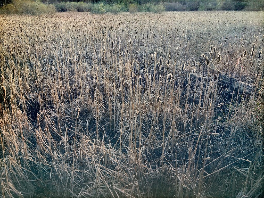 Wordless Wednesday: Spring in the Cattails