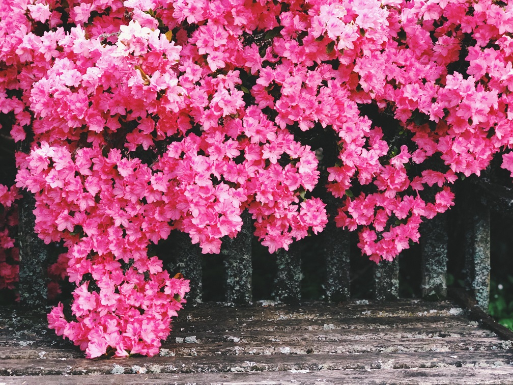 Wordless Wednesday 6-6-18: Pretty in Pink
