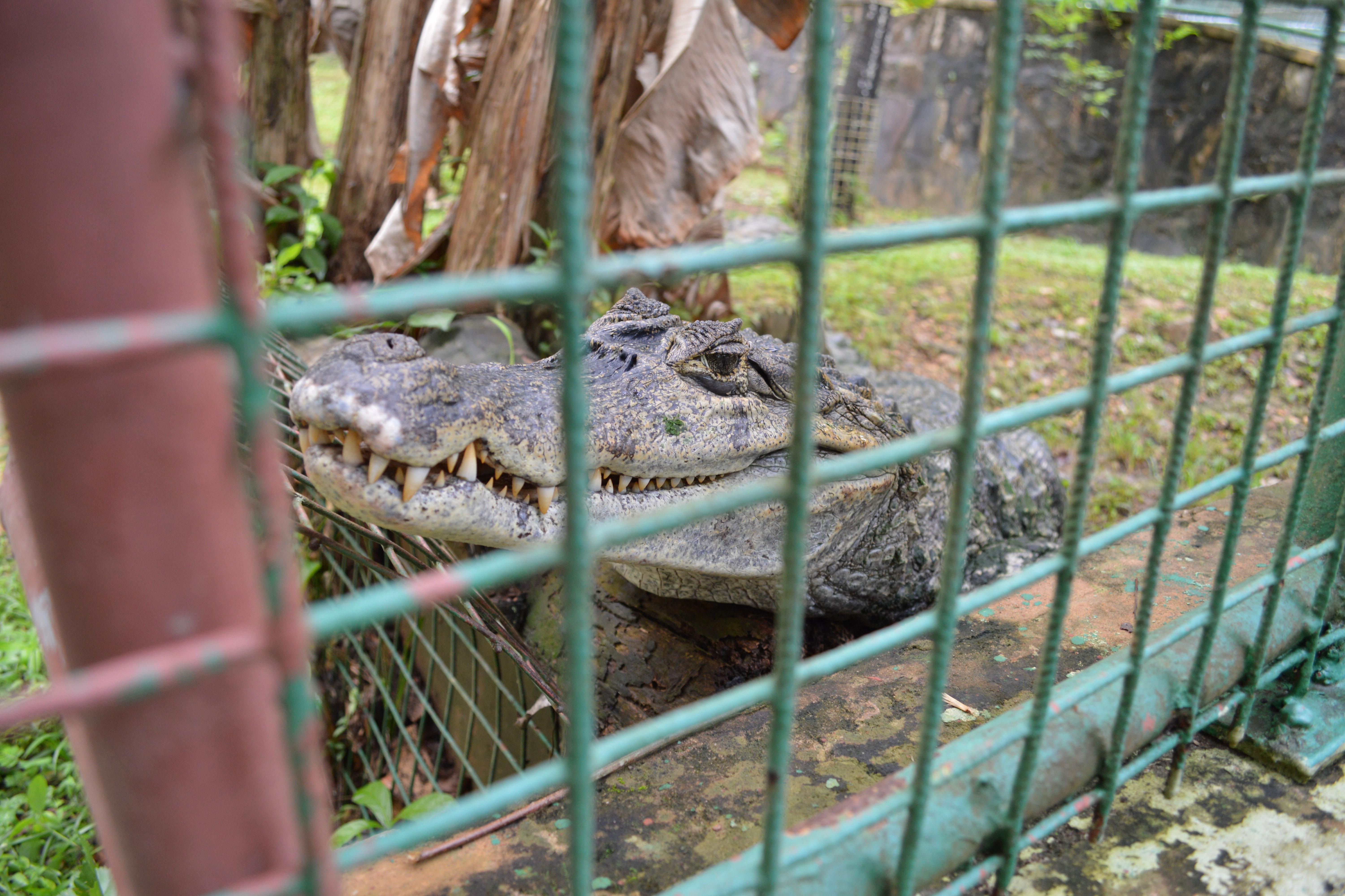 Man breaks into crocodile enclosure, gets bitten