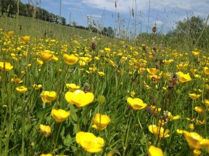Tall and strong buttercups of the country. Taller and stronger than any I have ever seen before!