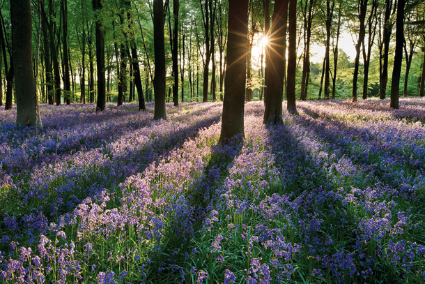 Landscape_photography_tips.bluebells2.jpg