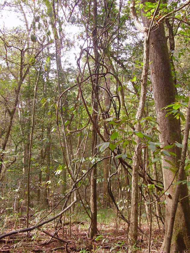 Congaree Swamp; vines on water tupelo trees. Click to enlarge.