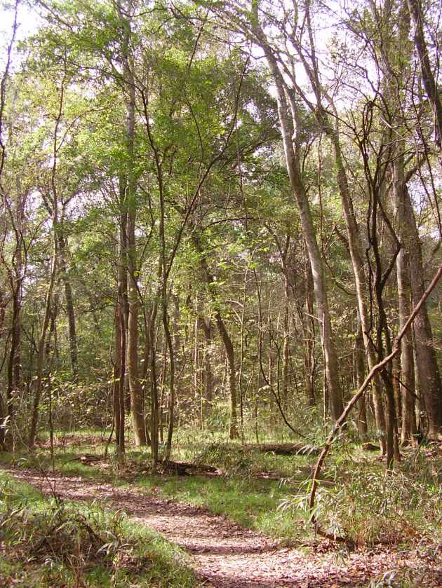 Congaree Swamp; Click to enlarge.