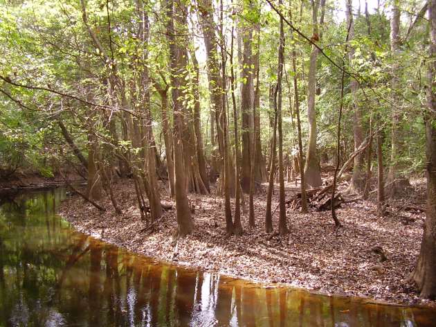 Congaree Swamp; Bald Cypress and Water Tupelo trees. Click to enlarge.