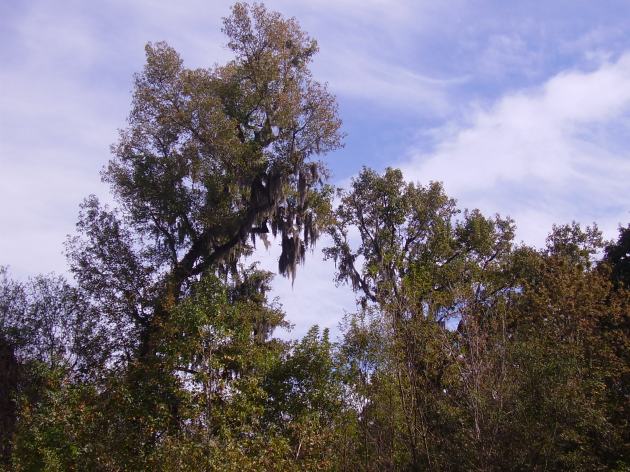 Congaree Swamp; Click to enlarge.