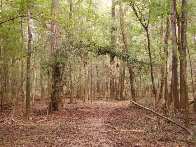 Congaree Swamp; Click to enlarge.