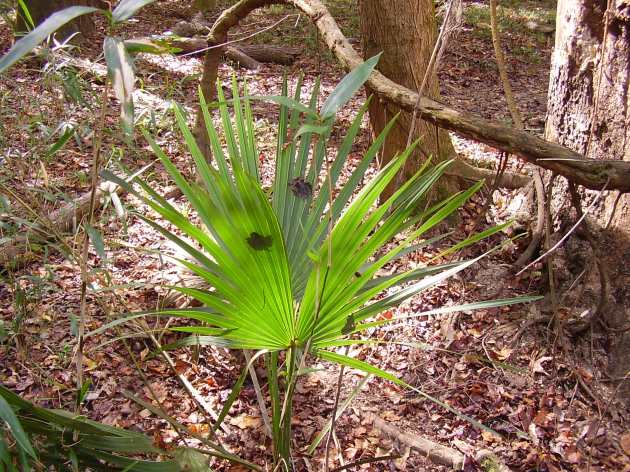 Congaree Swamp; palmetto. Click to enlarge.