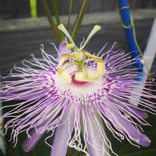 my very first passion flower
