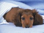 widdul puppy