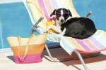 dog-retirement