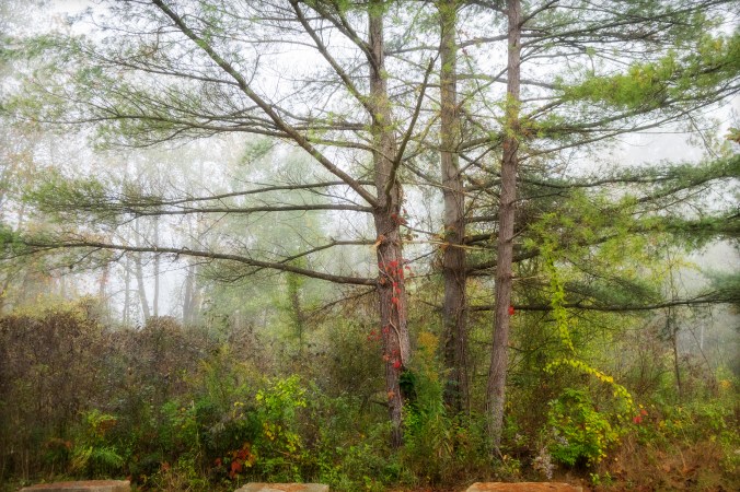Indi go-go fog