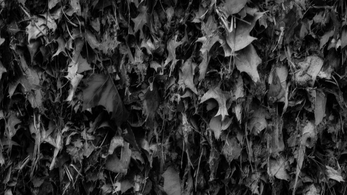 Leaf Clutter