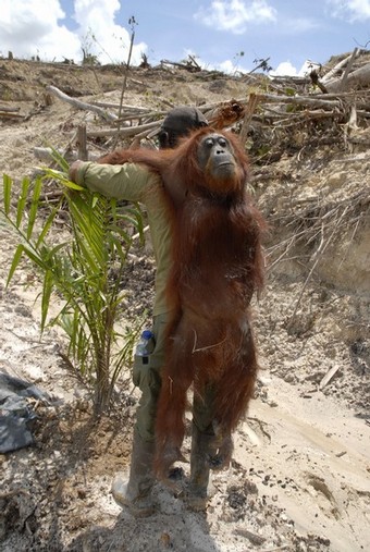 INDONESIA-ENVIRONMENT-SPECIES-ORANGUTANS One of the biggest populations of wild orangutans on Borneo will be extinct in three years without drastic measures to stop the expansion of palm oil plantations, conservationists say. AFP/AFP/Getty Images