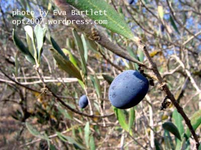 olives-small
