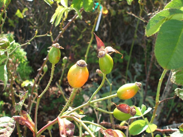 2013_0207Image0018