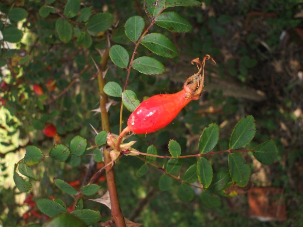 2013_0207Image0048