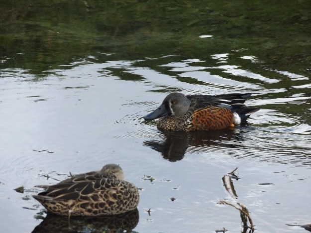 NZ Shovelers