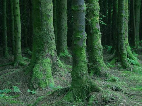 Irish oak trees