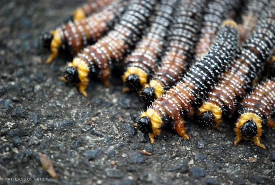 Caterpillar 1