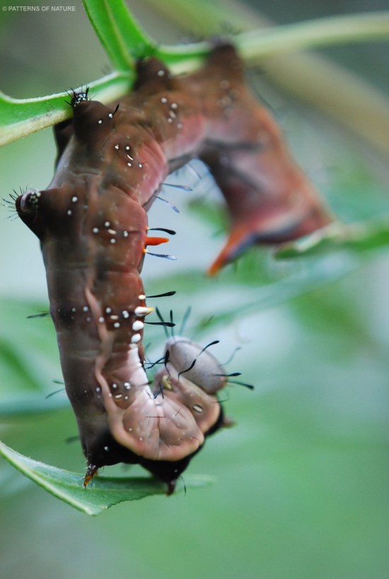Caterpillar 2